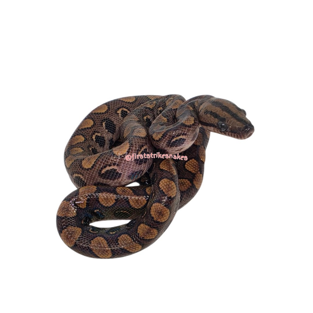 Brazilian Rainbow Boa, Dark in Color