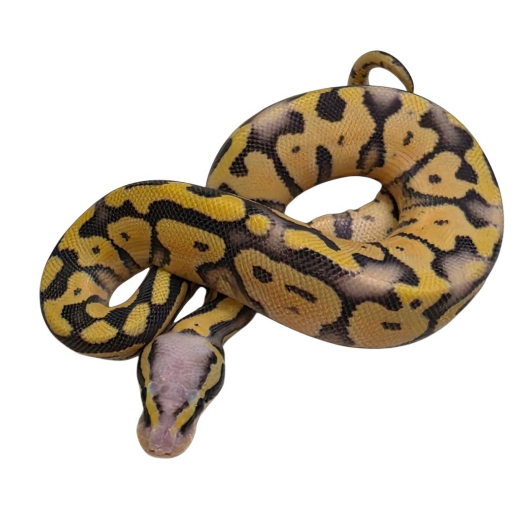 Firefly Desert Ghost Male