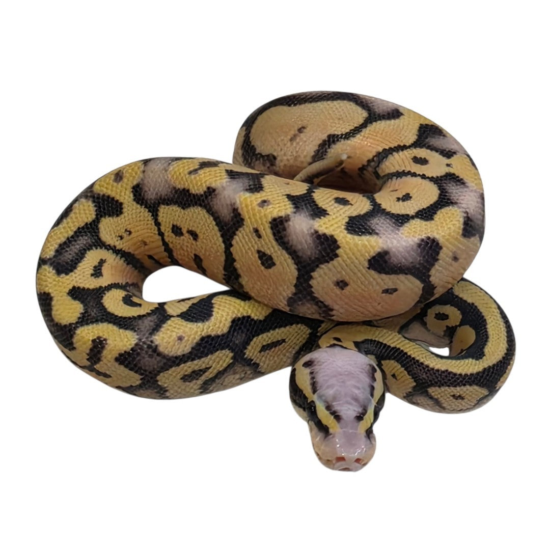 Firefly Desert Ghost Male