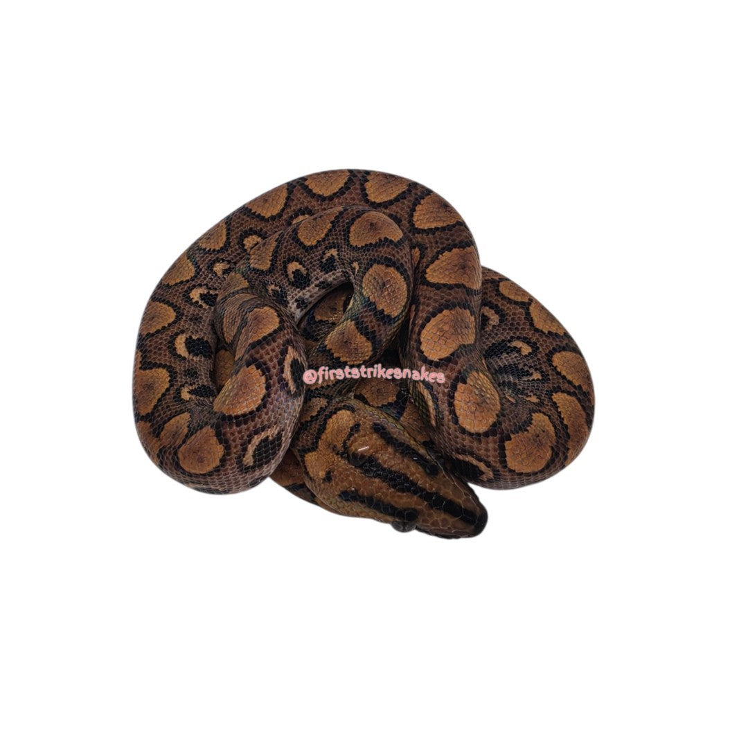 Brazilian Rainbow Boas