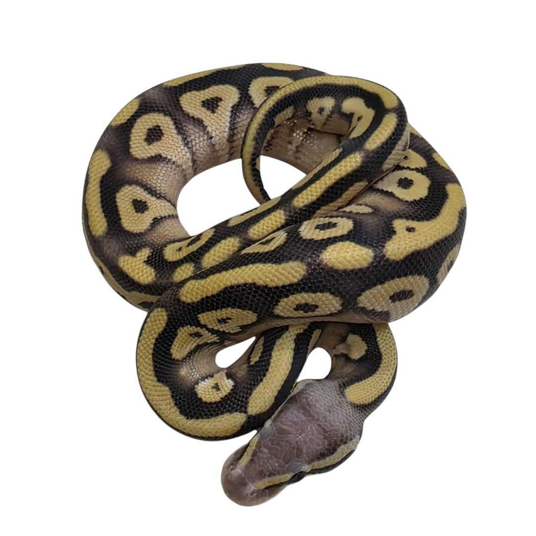 Mojave Desert Ghost Male