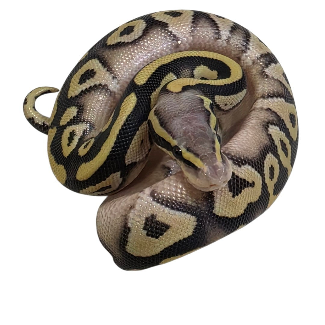 Mojave Desert Ghost Male