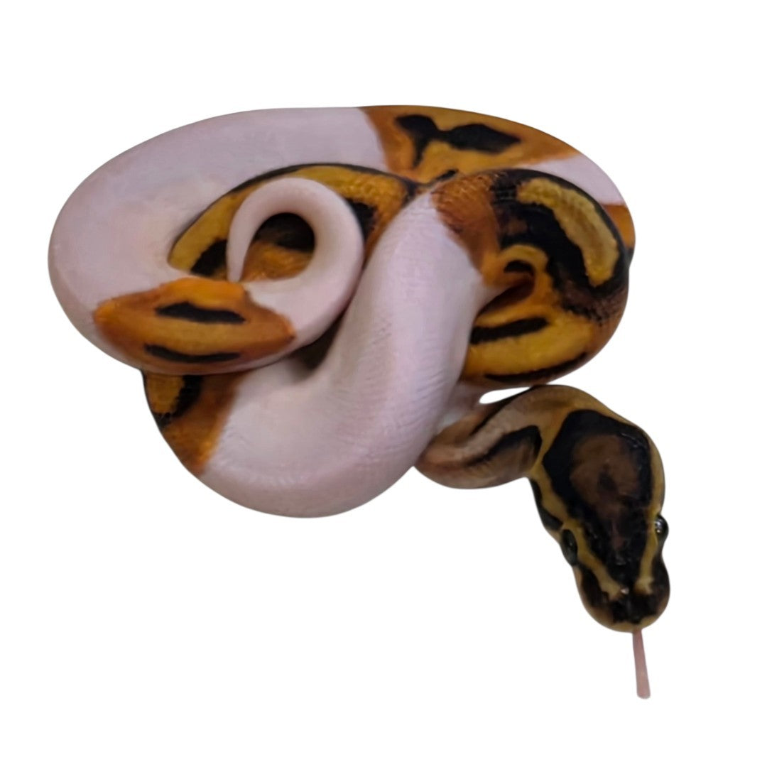 Orange Dream Piebald Male