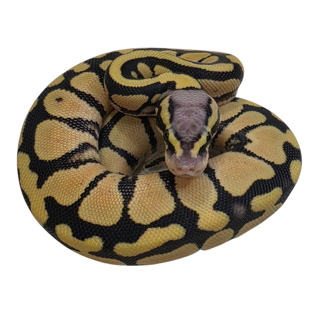 Pastel Desert Ghost Female