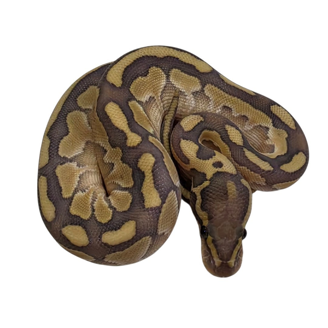 Lesser Orange Ghost Pastel Het Albino Female
