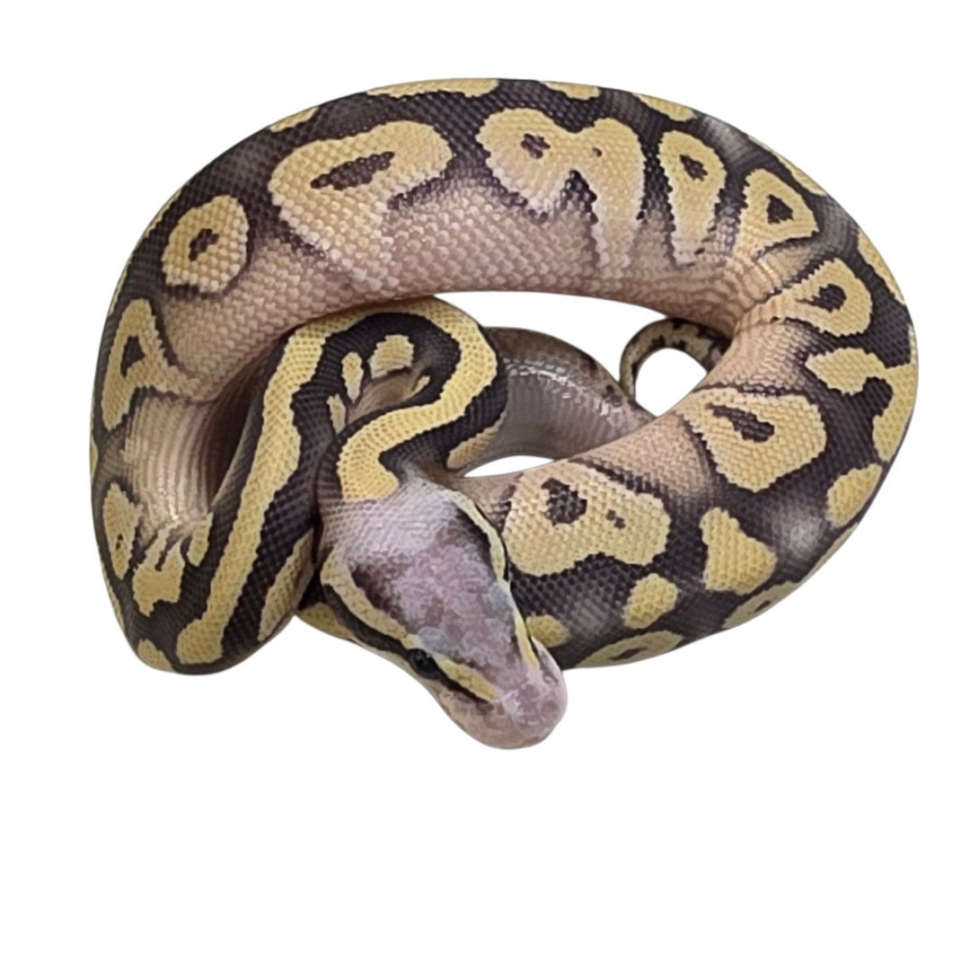 Pastel Mojave Desert Ghost Male