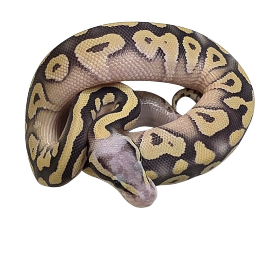 Pastel Mojave Desert Ghost Male