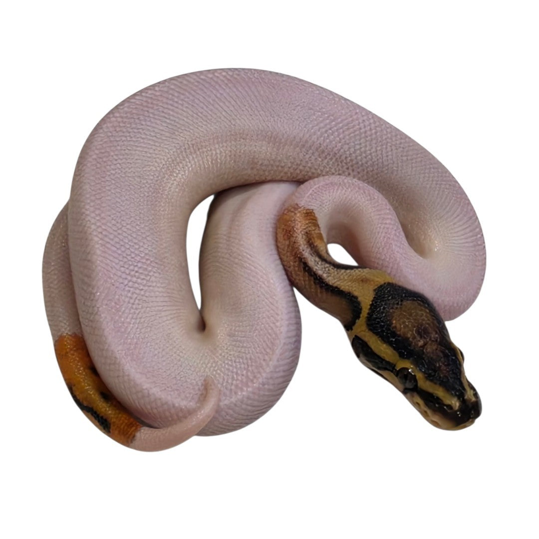 Orange Dream Pastel Piebald Male