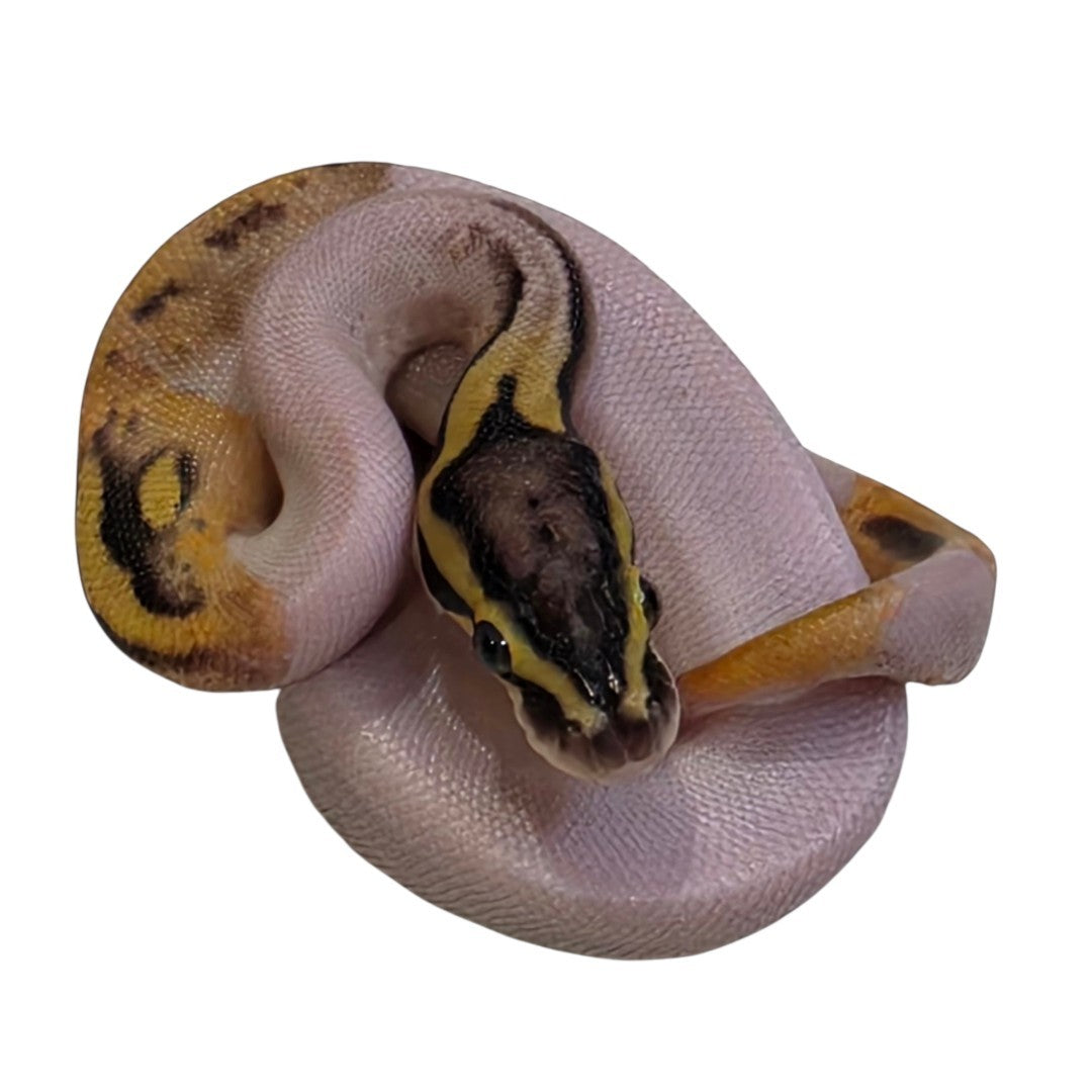 Orange Dream Pastel Piebald Male