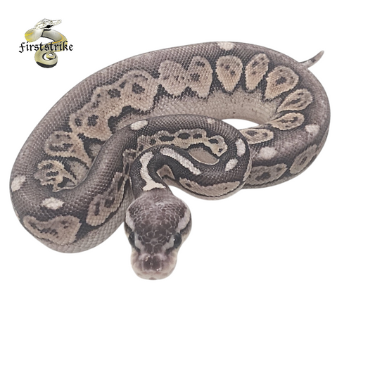 Pewter Ball Python Female