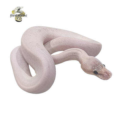 Cinnamon Champagne Orange Ghost Ball Python Female