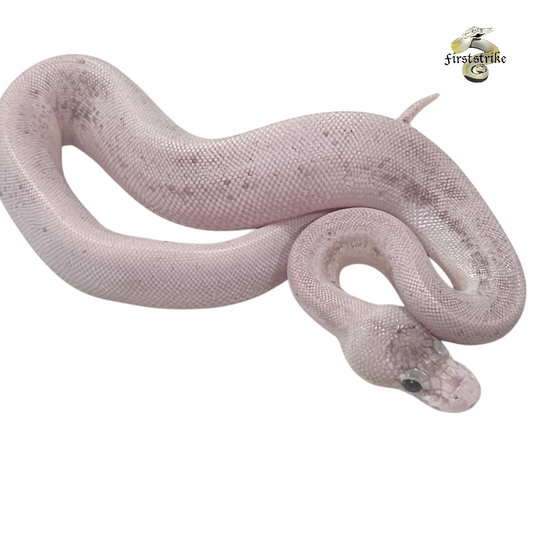 Champagne Het Red Axanthic Orange Ghost Ball Python Female