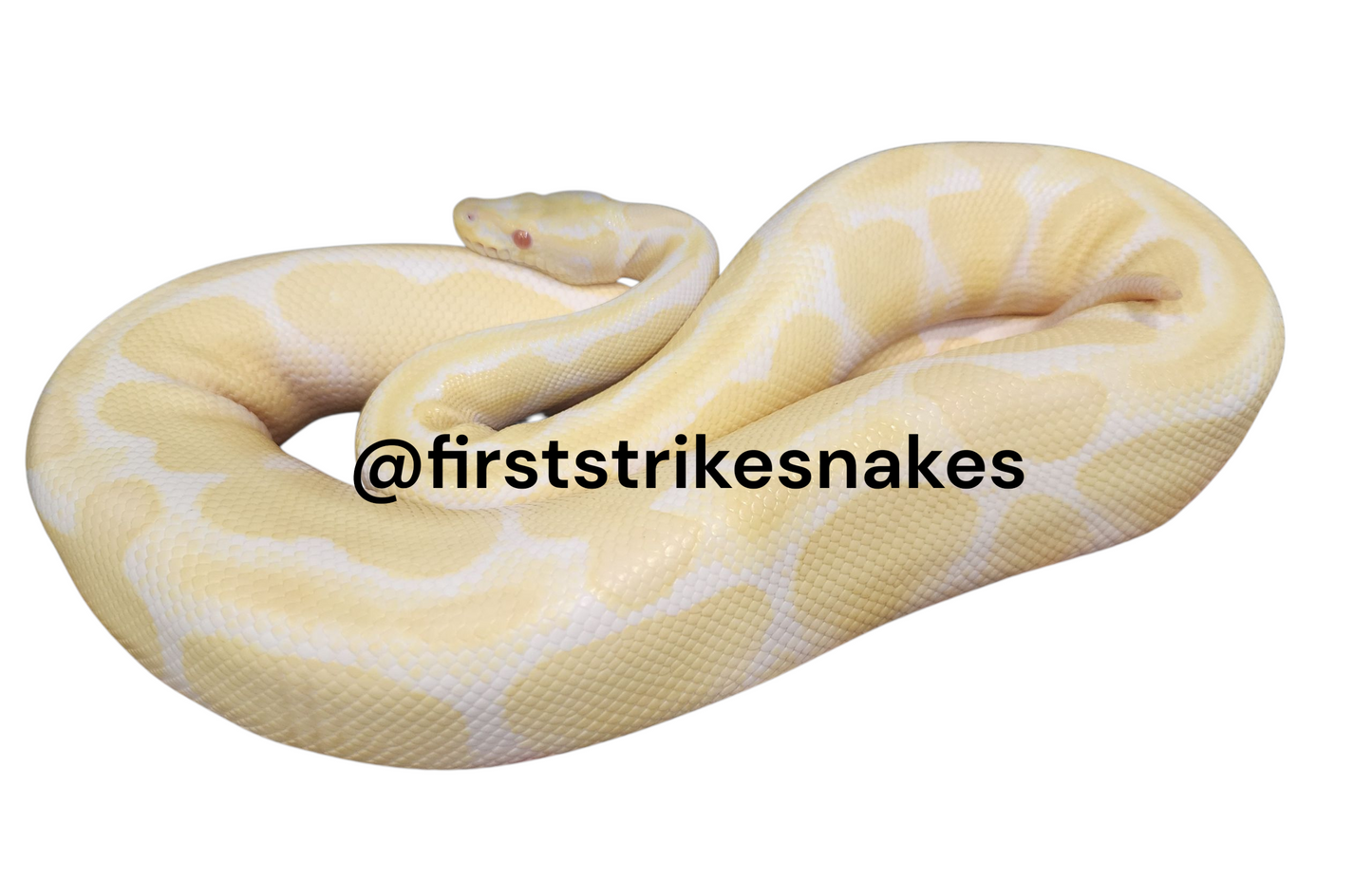 Lace Black Back Albino Female