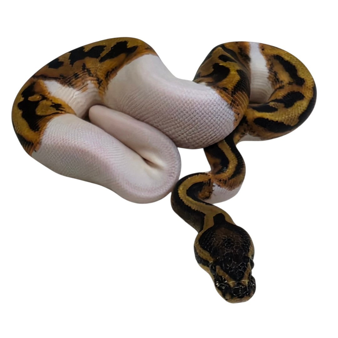 Piebald Het Albino Female