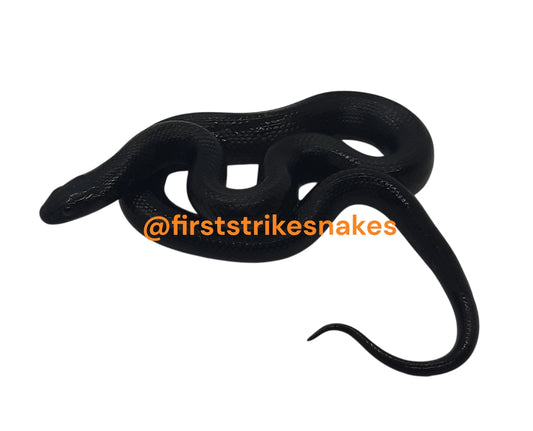 Black Mexican King Snake
