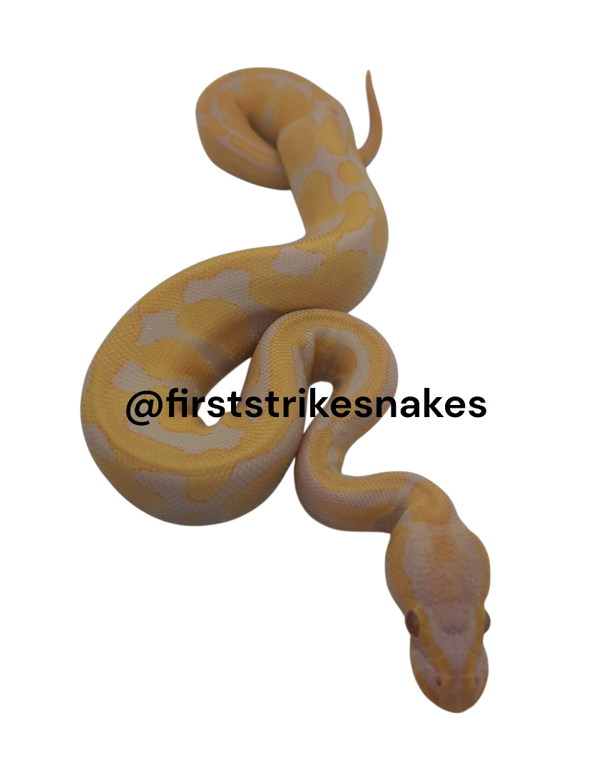 Pastel Toffino Het Piebald Female