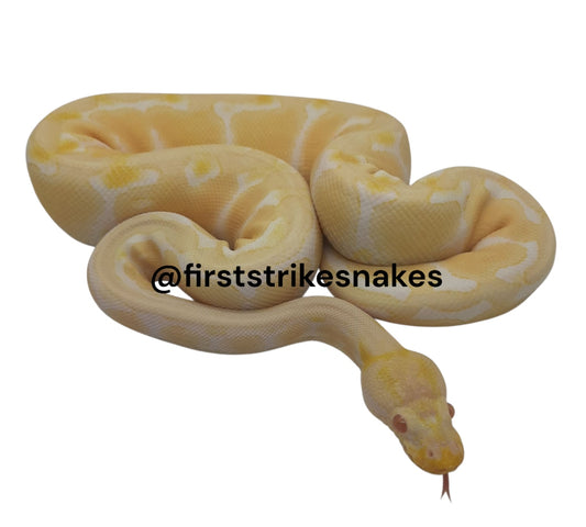 Orange Ghost Albino Female