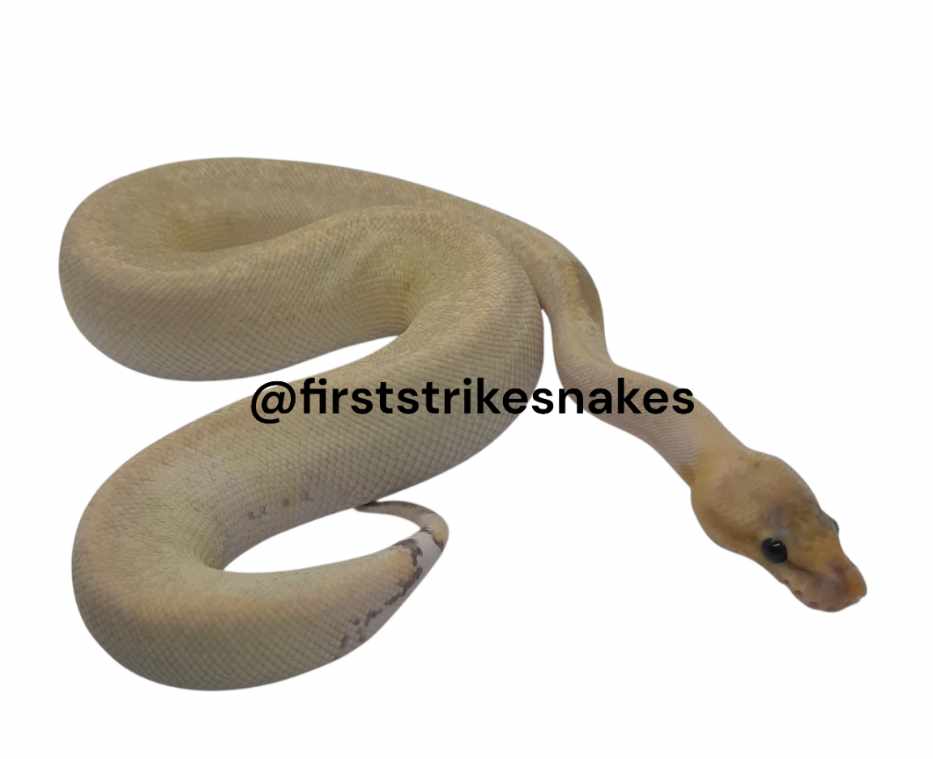 Champagne Het Red Axanthic Pos Pastel Pos Het Orange Ghost