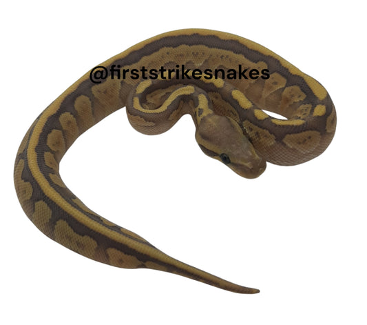 Pastel Lesser Orange Ghost Female