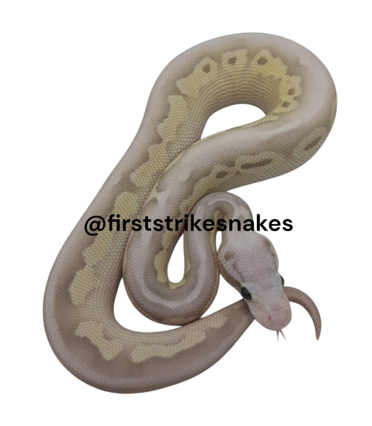 Pastel Lesser Orange Ghost Het Red Axanthic Male