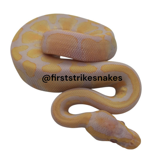 Toffino Het Piebald Female