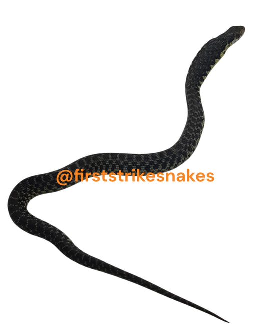 Giant Madagascar Hognose