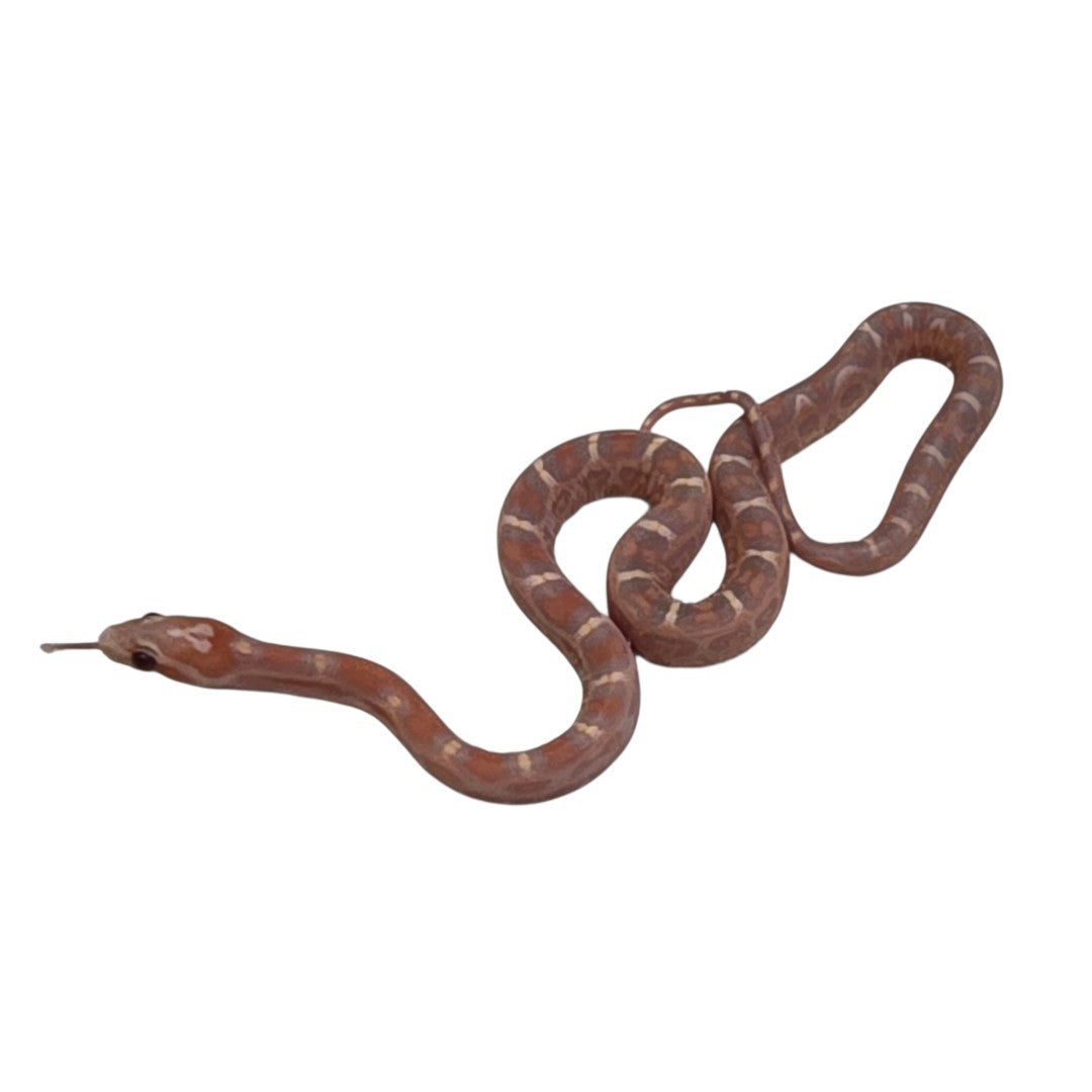Ultra Amelistic Motley Scaleless Corn Snake Female