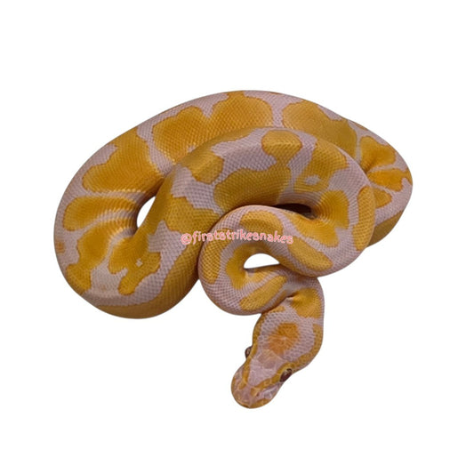 Toffee Het Piebald Female