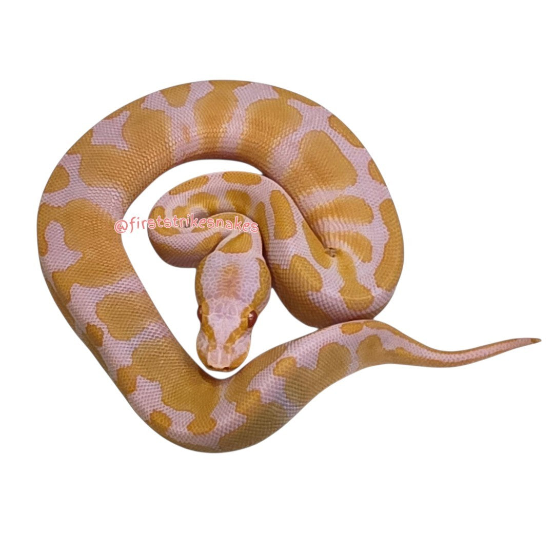 Toffino Het Piebald Female