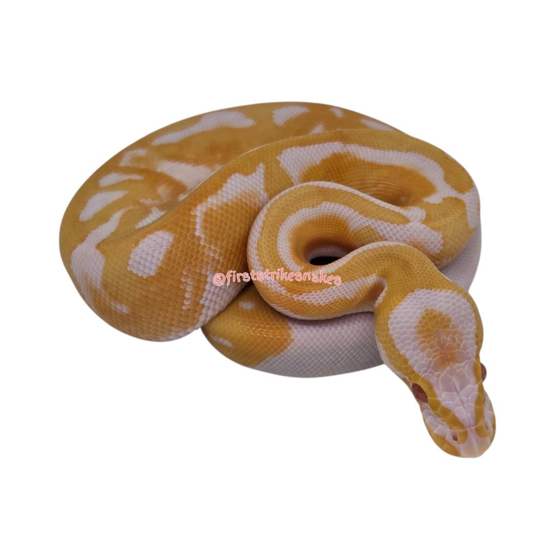 Toffino Piebald Female