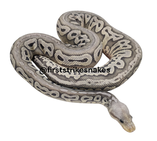 Pastel Orange Ghost Red Axanthic Chocolate Female