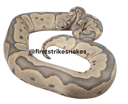 Orange Ghost Clown Female