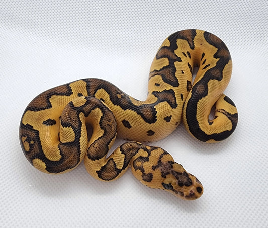 Blade Spotnose YellowBelly Clown Male