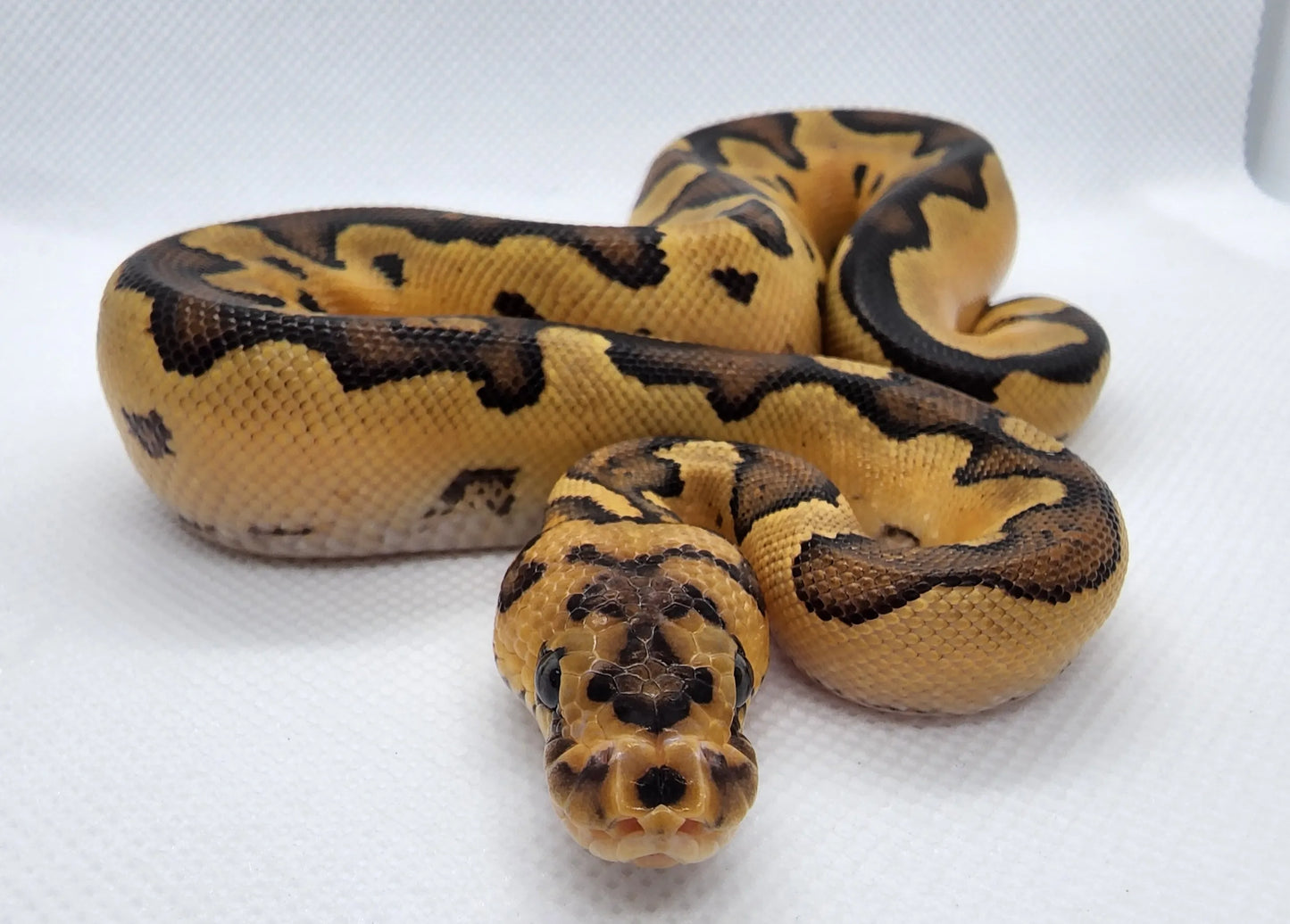 Blade Spotnose YellowBelly Clown Male
