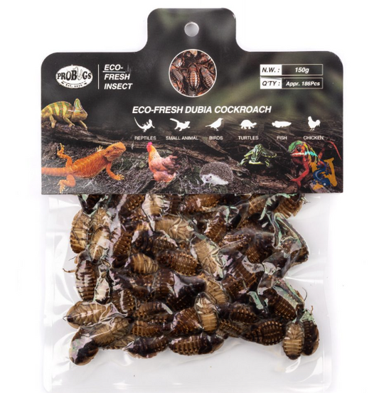 Eco Fresh Dubia Roachs