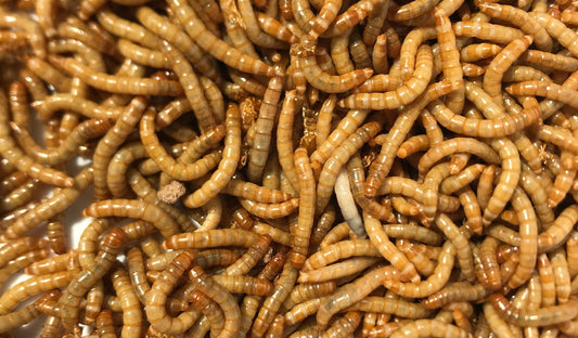 Giant Meal Worms